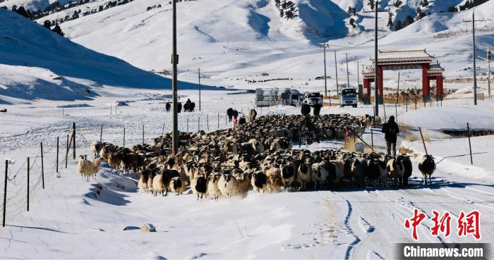 圖為村民在雪地上放牧?！《继m縣融媒體中心供圖