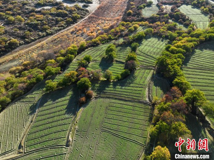 圖為11月8日，雅魯藏布江畔的高原梯田。　董志雄 攝