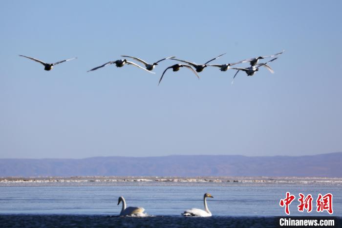 圖為大天鵝在青海湖上空飛翔?！●R怡睿 攝