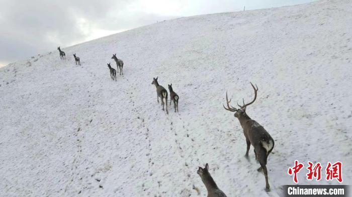 圖為馬鹿群在雪地里行走?！〔湃?攝