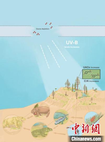 臭氧層破壞引起的紫外線輻射增加對(duì)陸地食物鏈的影響。　南古所 供圖