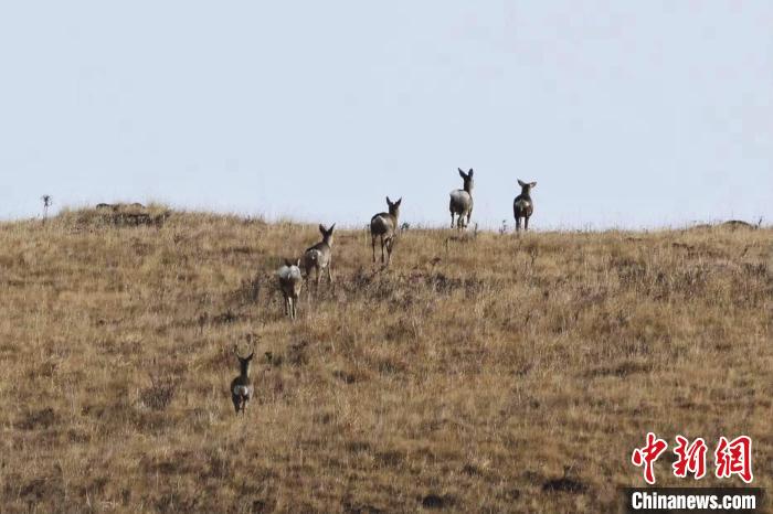 圖為狍鹿在山坡上漫步?！〔彭椖霞?攝