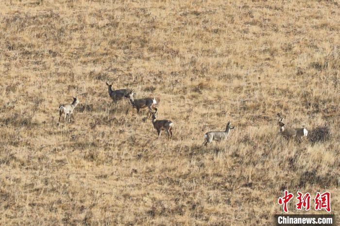 圖為狍鹿在山坡上覓食嬉戲?！〔彭椖霞?攝