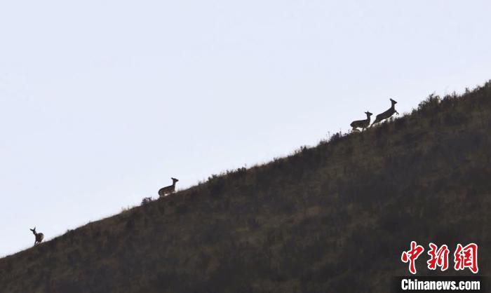 圖為狍鹿在山坡上漫步。　才項南加 攝