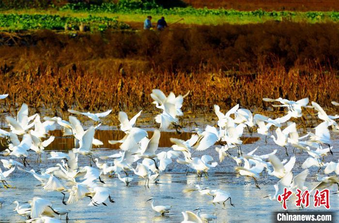 成都白鷺灣濕地公園?！“討?攝