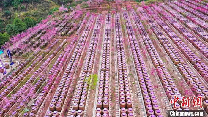 灼灼桃花惹人醉?！㈡?攝