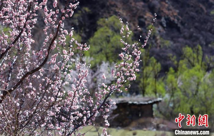 白玉縣河谷間盛開的桃花?！“子袢诿?攝