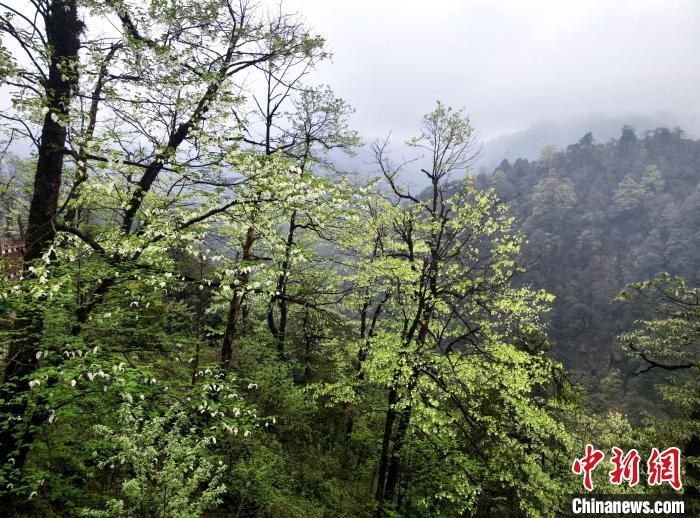 珙桐花朵潔白素雅，與青山雨霧融為一體?！螚?攝