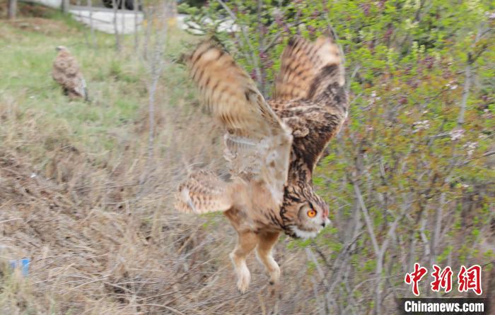 圖為西寧野生動物園救護的雕鸮在西寧市放歸大自然?！●R銘言 攝