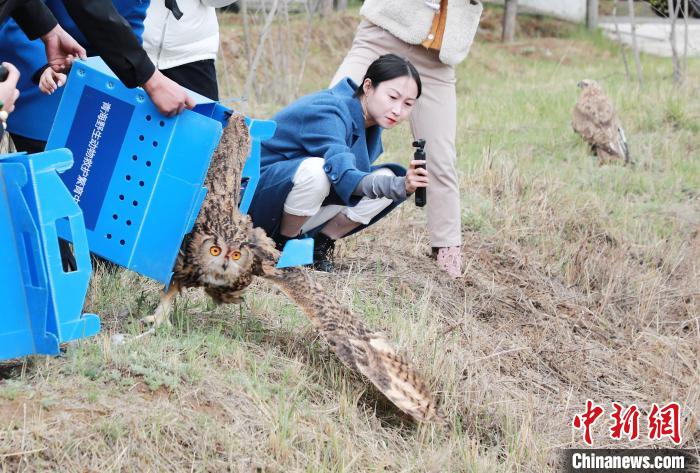 圖為西寧野生動物園救護的雕鸮在西寧市放歸大自然?！●R銘言 攝