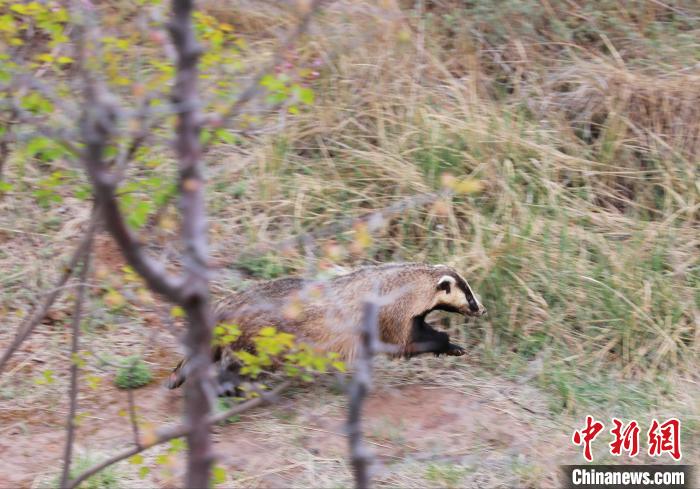 圖為西寧野生動物園救護的狗獾在西寧市放歸大自然。　馬銘言 攝