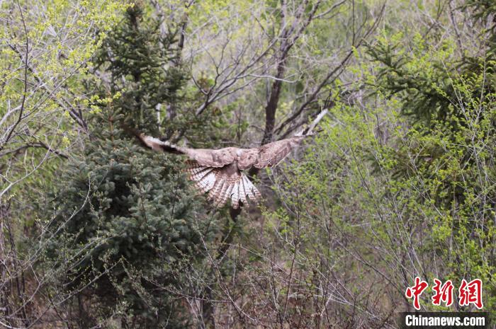 圖為西寧野生動物園救護的大鵟在西寧市放歸大自然?！●R銘言 攝