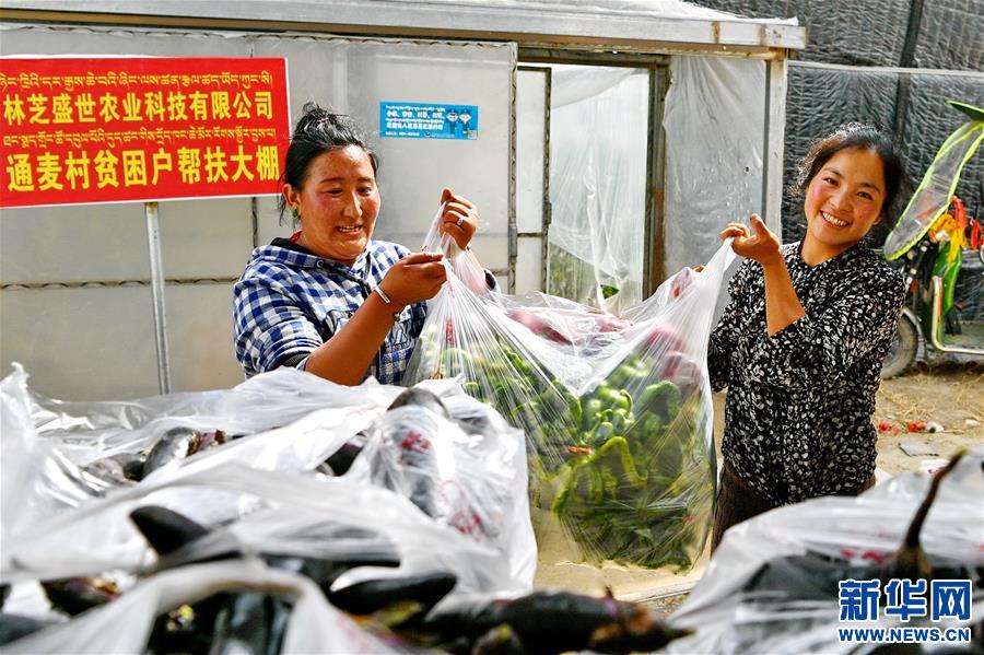 （經(jīng)濟）（5）西藏林芝：蔬菜種植 鼓起百姓“錢袋子”