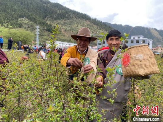 圖為當?shù)剞r(nóng)牧民進行藏雪茶采摘比賽?！⊥鮿x 攝