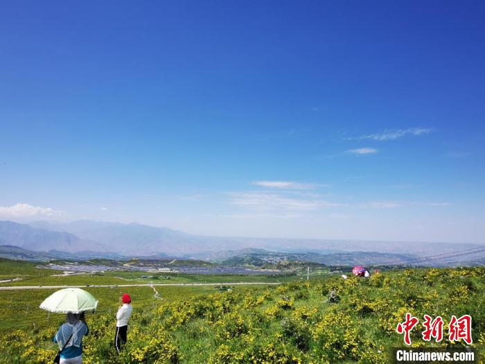 2020年07月07日拍攝于臨夏州積石山縣境內(nèi)，生態(tài)環(huán)境逐漸恢復(fù)，小黃花開遍山間。(資料圖) 殷春永 攝