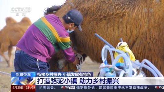種蘑菇、養(yǎng)駱駝...。。特色產(chǎn)業(yè)助力鄉(xiāng)村振興走新路