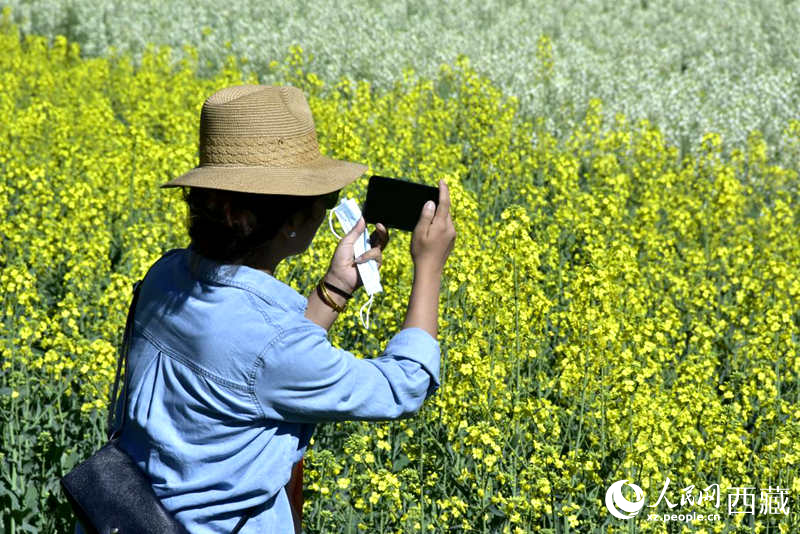 大片油菜花吸引游客到來。人民網(wǎng) 李海霞攝