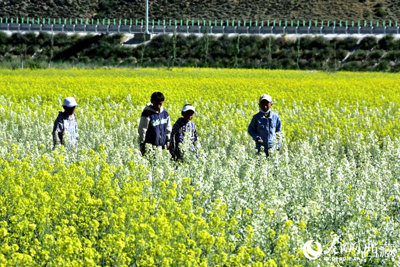 小孩在油菜花田嬉戲。人民網(wǎng) 李海霞攝