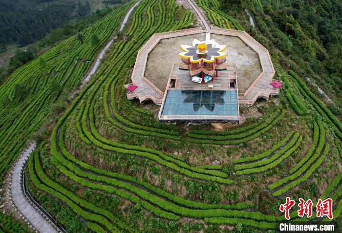 圖為西藏林芝市墨脫縣背崩鄉(xiāng)格林村山頂?shù)木坝^茶園。(無(wú)人機(jī)照片) 李林 攝