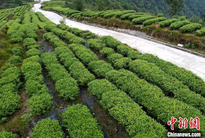 圖為西藏林芝市墨脫縣背崩鄉(xiāng)格林村山頂?shù)木坝^茶園。(無(wú)人機(jī)照片) 李林 攝