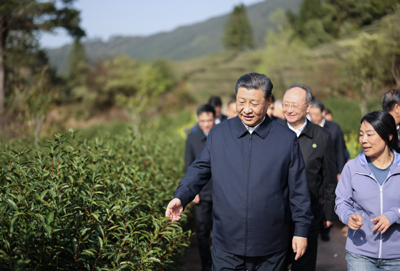 2021年3月22日下午，習近平在福建省南平市武夷山市星村鎮(zhèn)燕子窠生態(tài)茶園，察看春茶長勢，了解當地茶產業(yè)發(fā)展情況。