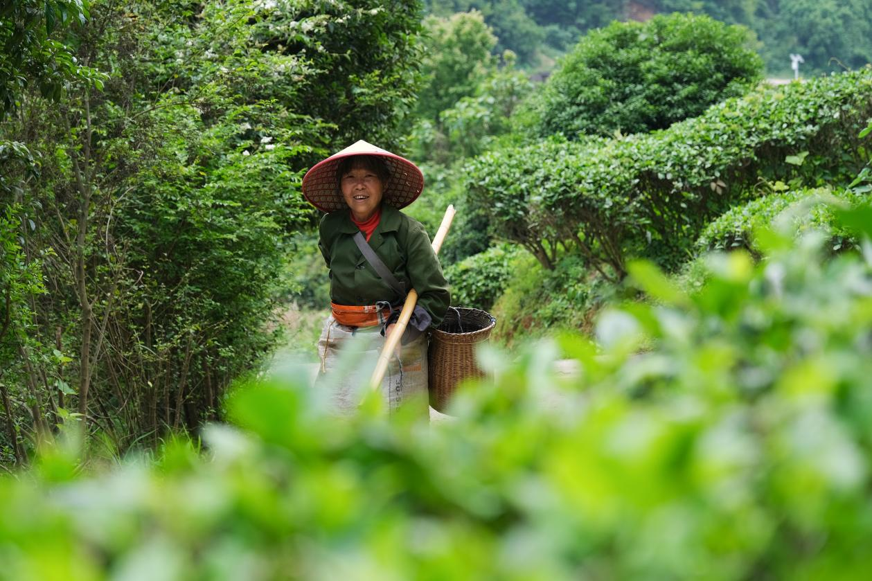2024年4月24日，湖南省衡陽市耒陽市龍?zhí)伶?zhèn)江頭貢茶葉種植專業(yè)合作社，村民在茶山采摘茶葉，實現了家門口就業(yè)。