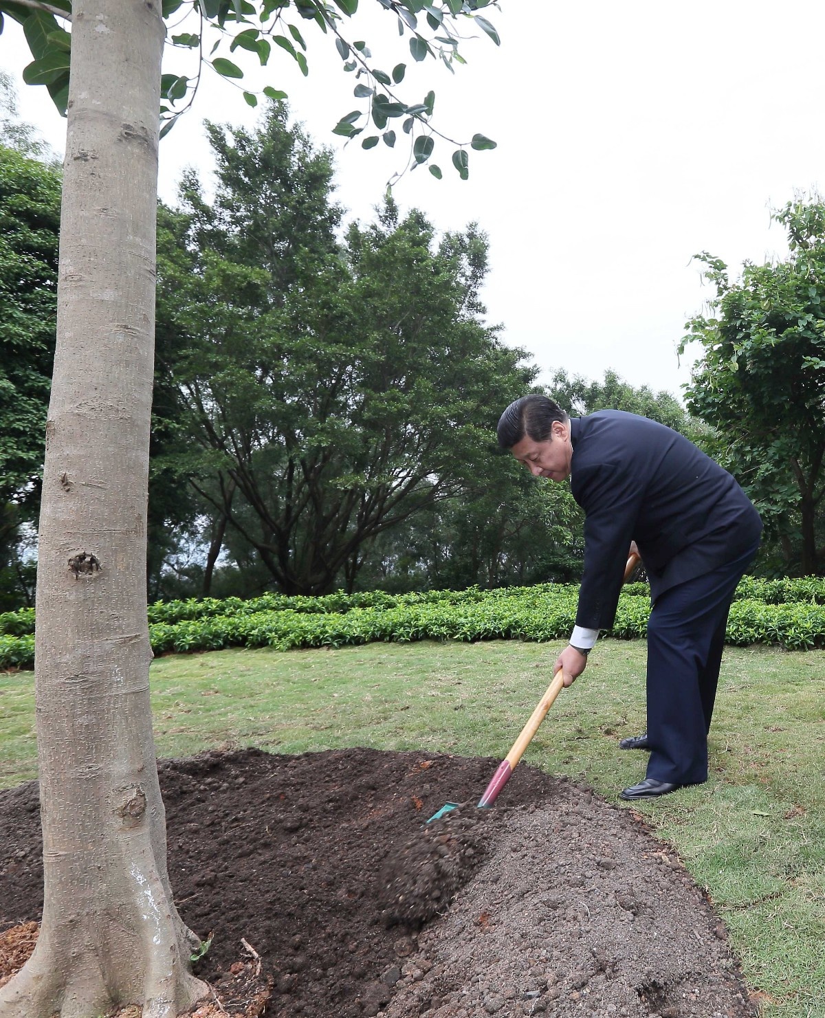 2012年12月8日，習近平在深圳蓮花山公園種下一棵高山榕樹。