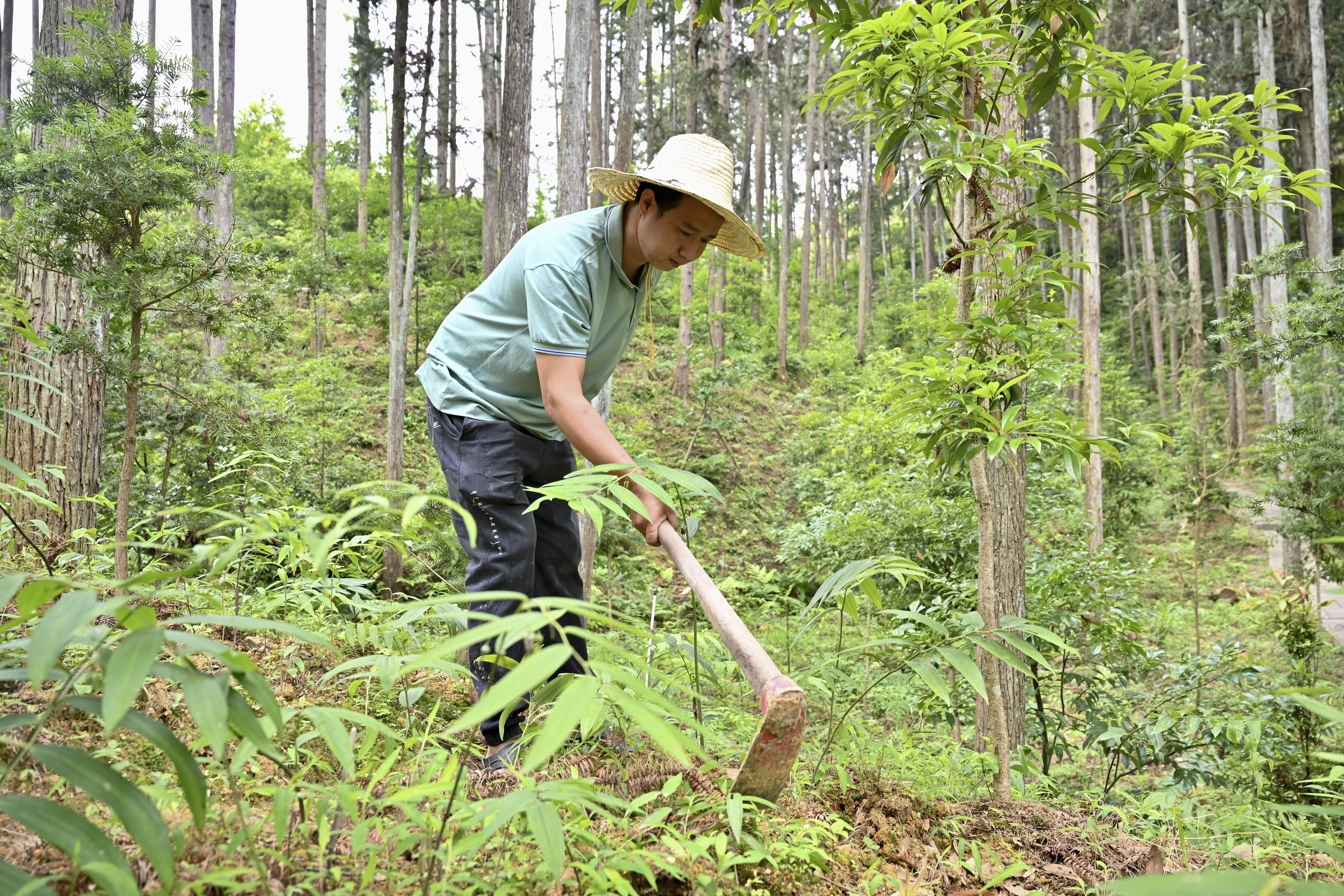 2024年5月9日，福建省三明市馬巖林下經(jīng)濟種植示范基地工人在管理林下種植的多花黃精。