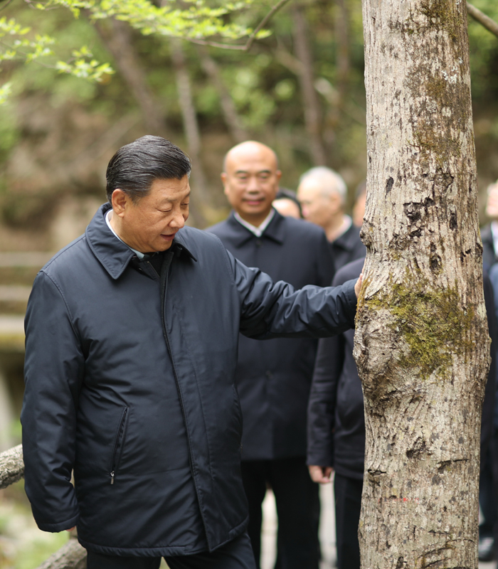 　2020年4月，習(xí)近平總書記來到位于商洛市柞水縣的秦嶺牛背梁國家級自然保護區(qū)，考察秦嶺生態(tài)保護情況。新華社記者 鞠鵬 攝