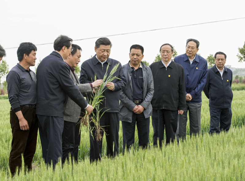 2016年4月25日下午，習(xí)近平在安徽滁州市鳳陽縣小崗村察看小麥長勢。左一為種糧大戶程夕兵。新華社記者 李學(xué)仁 攝