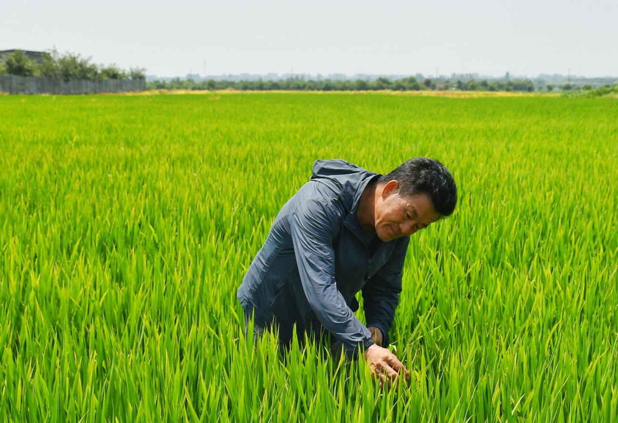 程夕兵在農(nóng)田里檢查水稻種植情況。人民網(wǎng)記者 周坤 攝