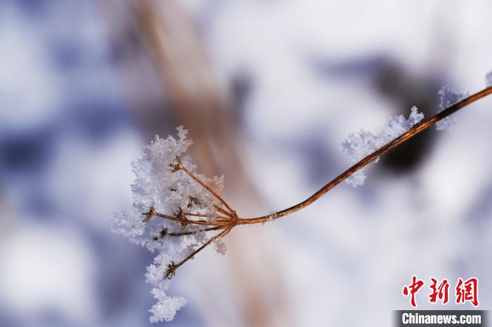 四川若爾蓋：雪后霧凇若詩若畫