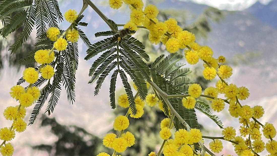 蜜蜂在金合歡花枝上休憩。