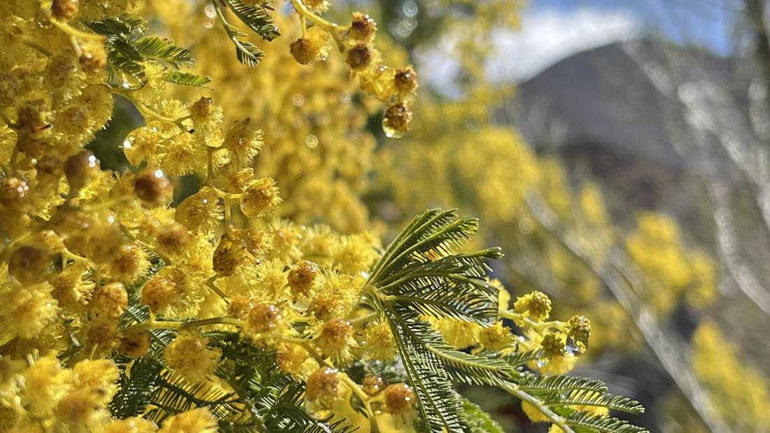 清晨帶著露珠的金合歡花。