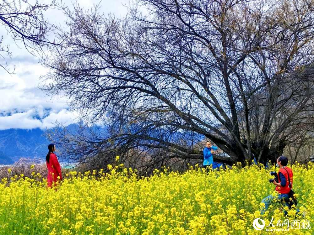 游客在桃花下拍照留念。人民網 李海霞攝