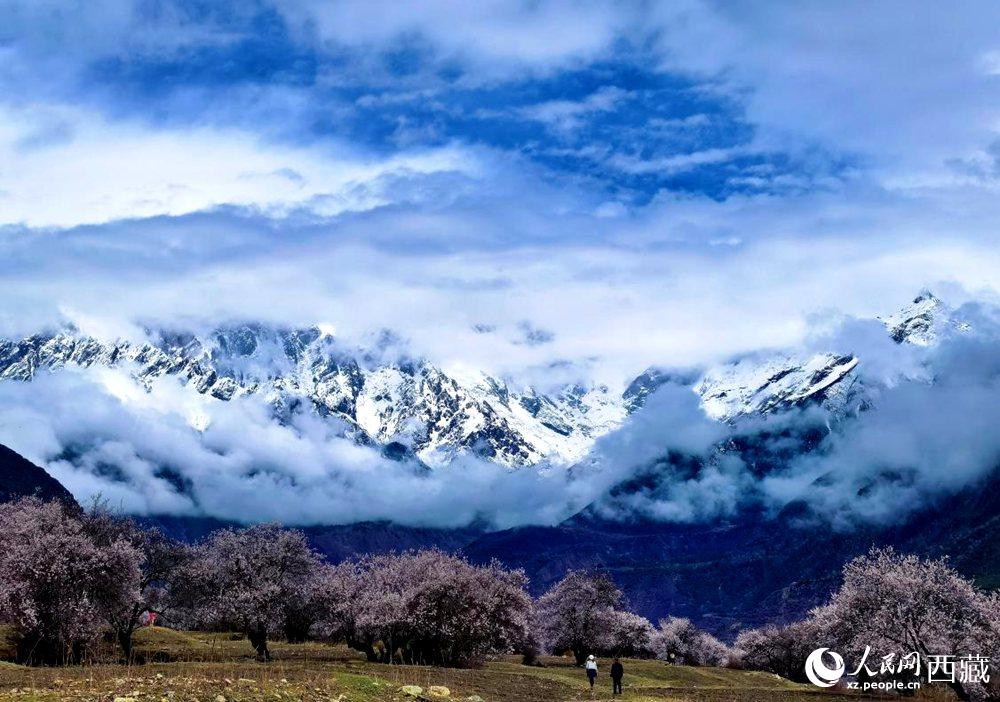 雪山下的桃花。人民網 李海霞攝