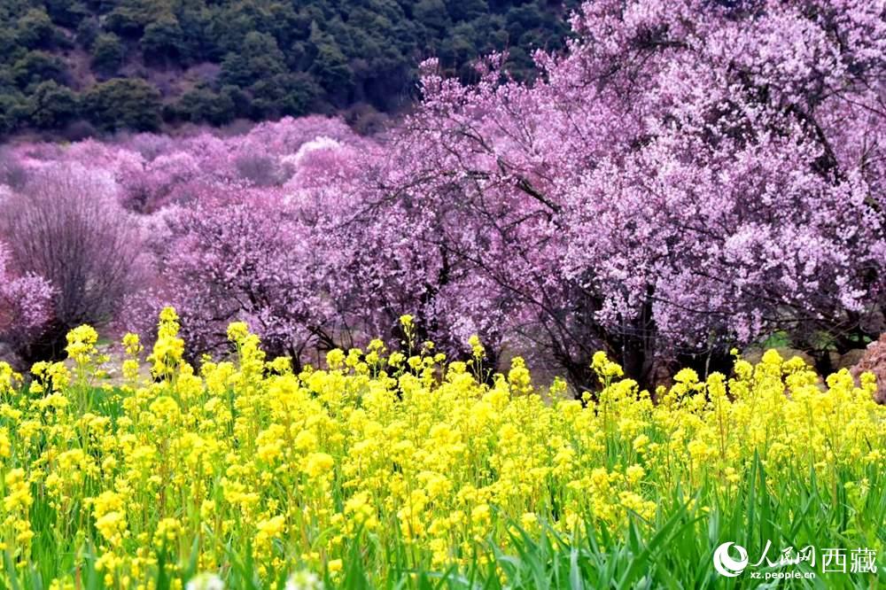 桃花與油菜花交相輝映。人民網 李海霞攝