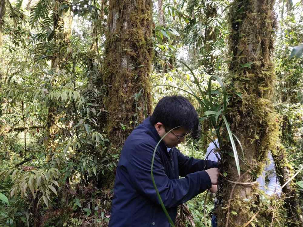 蘭花歸野。圖片由山水自然保護(hù)中心提供