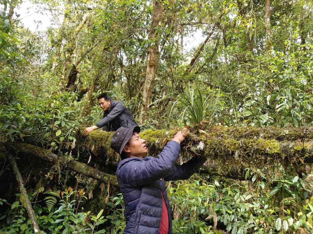 蘭花歸野。圖片由山水自然保護(hù)中心提供