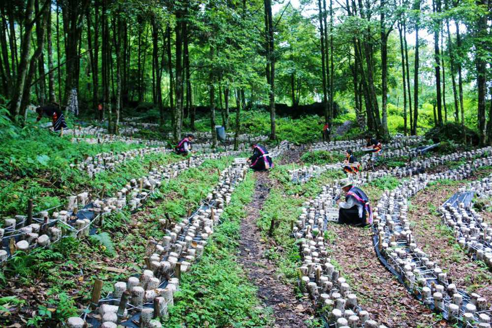 木耳種植基地。次仁央宗攝