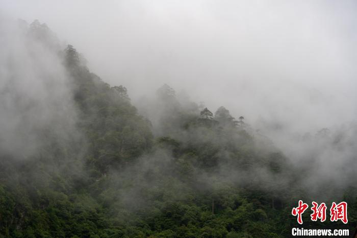 雨后勒布溝的云霧?！〗w波 攝