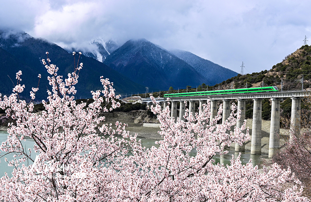 西藏林芝：雪域高原列車穿越花?！?】