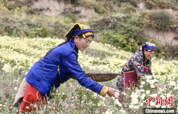 黑水村民在采摘杭白菊。桐鄉(xiāng)市宣傳部提供