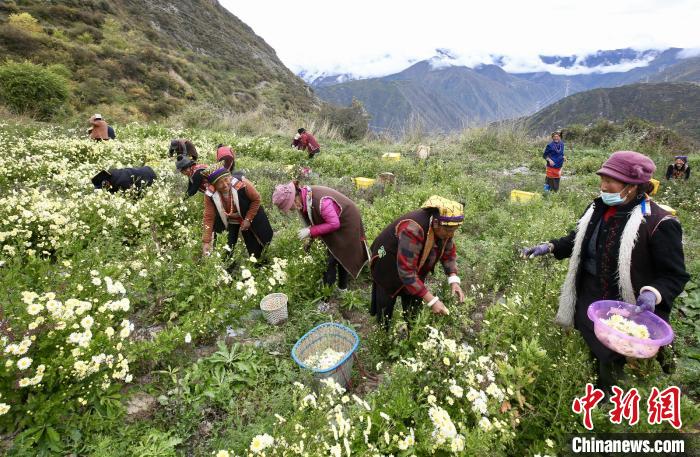 “落戶”黑水的杭白菊。桐鄉(xiāng)市宣傳部提供