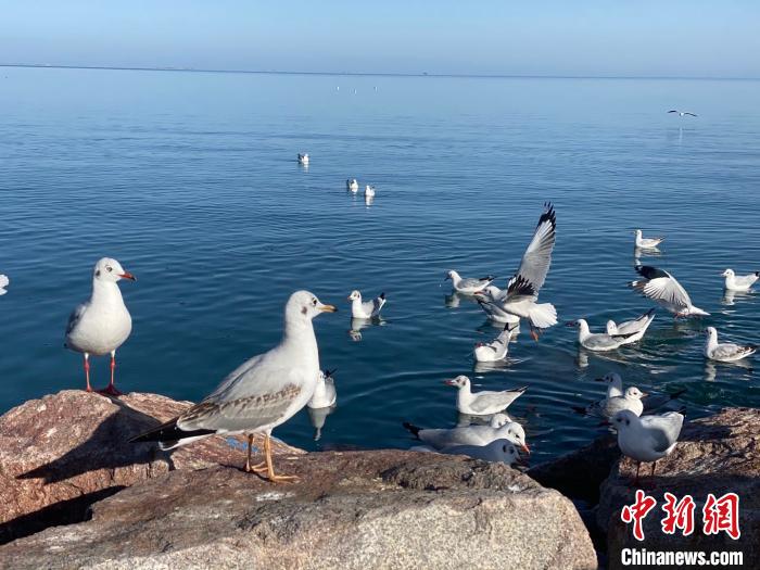 中國最大內(nèi)陸咸水湖生物多樣性保護(hù)成效顯現(xiàn)多物種數(shù)量明顯增加