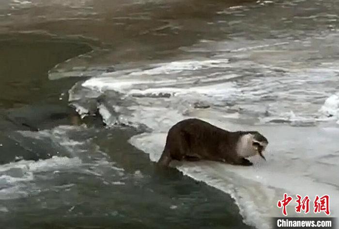 四川色達(dá)：首次拍到國家二級保護(hù)動物小爪水獺冰面捕食