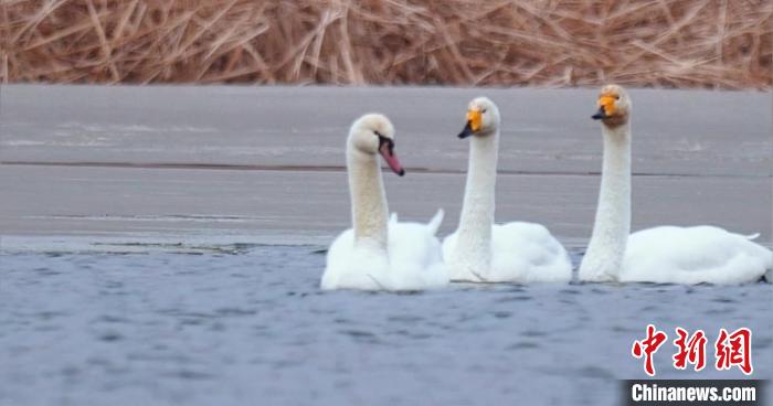 圖為疣鼻天鵝與大天鵝。　青海國(guó)家公園觀鳥(niǎo)協(xié)會(huì)供圖 攝