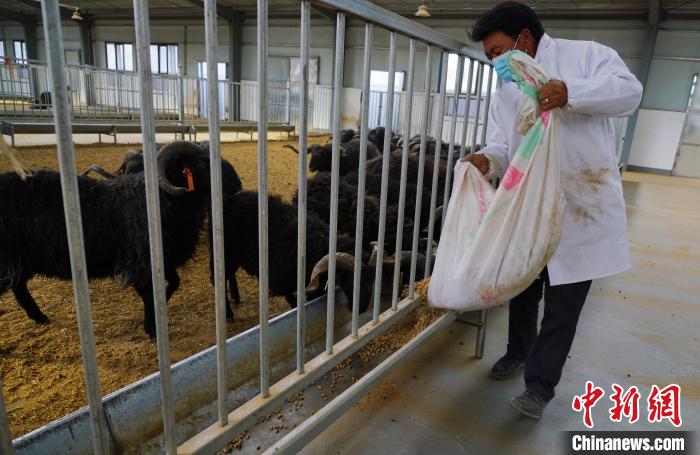 圖為飼養(yǎng)員給黑藏羊喂食?！●R銘言 攝