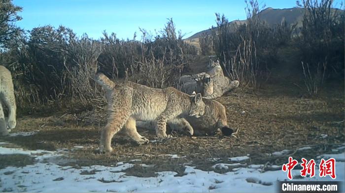 圖為紅外相機拍攝到的猞猁?！∑钸B山國家公園青海省管理局供圖