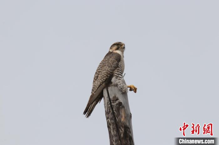 青?，斂珊訃?guó)家濕地公園鳥類監(jiān)測(cè)達(dá)44種